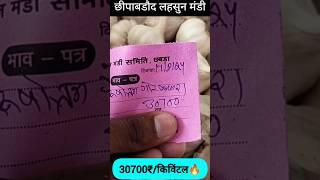 रिकॉर्ड तोड़ भाव छीपाबडौद लहसुन मण्डी | Chhipabarod Lahsun Mandi Ka Bhav | Garlic Rate Today #lahsun