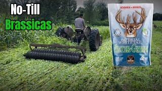 No-Till Brassica Food Plots into Buckwheat Method