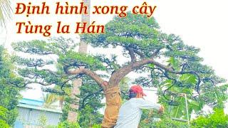 Tùng la Hán vừa định hình xong zalo0973297011