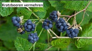 Kratzbeeren durch Samen vermehren