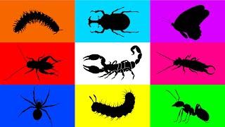 Insect: Earwigs, Yellow Strip Milipede, Beetle, Cricket, Ant, Scorpion, Spider, Caterpillar, Moth