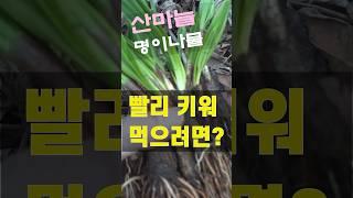 산마늘 재배법 가장 빨리 키우는 법!