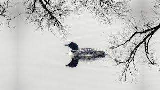 8 Hour Loon Call - Soothing Sounds For Relaxation