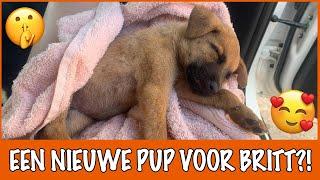 Curaçao #4 - NEEMT BRITT EEN PUPPY MEE? | DierenpraatTV