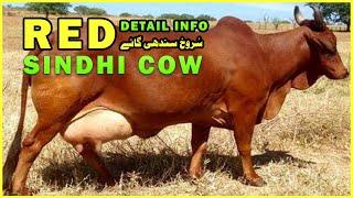 Red Sindhi Cattle Physical Characteristics | Red Sindhi Cow ki Pehchan Aur khobian-Murad Ali Rehmani