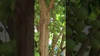Dâu xanh #garden #gardening #food @khuvuonnhobe