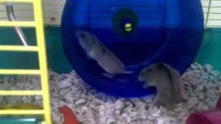 Nicki and Lucky - dwarf hamsters