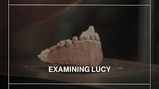 Human ancestor Lucy still fascinates 50 years after discovery