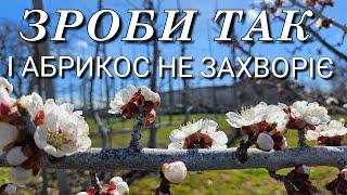 Моніліоз.Як захистити врожай кісточкових.Весняна обробка абрикоса.