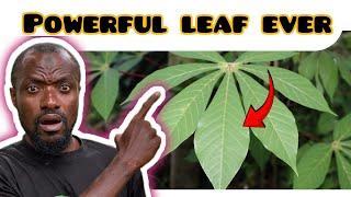 Top 5 physical benefits of cassava leaves you never knew existed