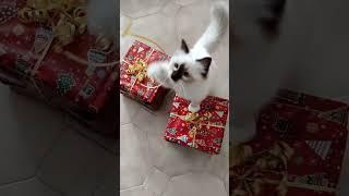 Birman Cat as Santa's helper for Christmas #catvideos #birman #cat #christmascats