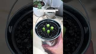 Regrowing Green Onions in Water vs Soil