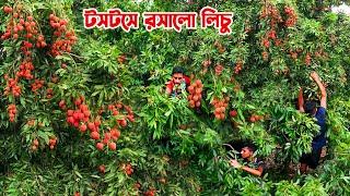 জ্যৈষ্ঠে আগুন লেগেছে ঈশ্বরদীর লিচু বাগানে || Panorama Documentary