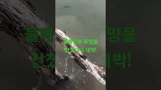 투망도 건지고 숭어도 잡고 일석이조ㅋ  #shorts [화성이반장]