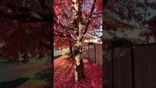 Autumn blaze Maple Tree with leaves falling Eastern Ontario, Canada