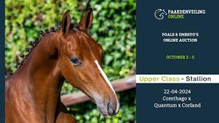 Upper Class – Foals & Embryo’s Online Auction – Paardenveilingonline.com