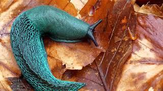 Rare Blue Slug??