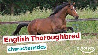 English Thoroughbred  | characteristics, origin & disciplines