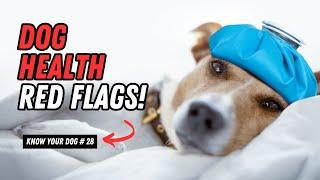 5 Warning Signs Your Dog Needs a Vet Visit ASAP  | Know Your Dog Series | UZR Tube