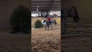 OTTB Jumping Over A Huge Jump!! #shorts #horseriding #jumping #showjumper #showjumping #shortsvideo