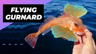 Flying Gurnard  One Of The Most Beautiful Sea Creatures