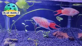 Albino Paradise Fish