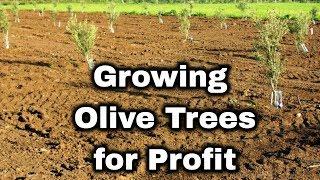 Olive Tree Farming for Profit