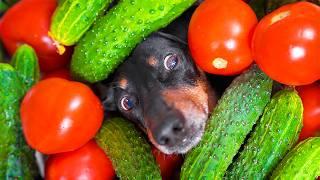 It’s Canning Time! Cute & funny dachshund dog video!