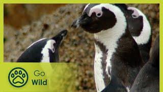 Penguins Plight - Penguins - Animal Antics - Go Wild