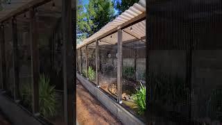 Bird Aviary | Aviary Birds | Large Aviary | Birds | Finches | Canaries | #paradiseparkaviary #aviary