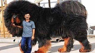 10 Most Expensive Pets In The World