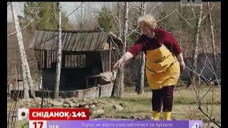 Зелена ділянка - Як ділити багаторічники