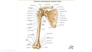 تدریس جامع آناتومی | مبحث : استخوان شناسی اندام فوقانی |  بخش اول