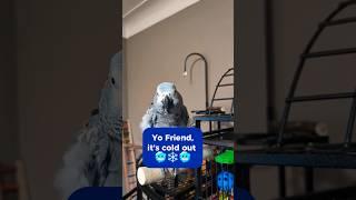 Tells Cat,"It's Cold Out"  #HolidaysOnShorts #holidaysonshorts #talkingparrot #funnyparrot #funny