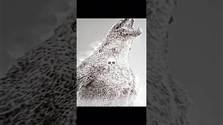 Godzilla #edit #shorts #godzilla #monsterverse