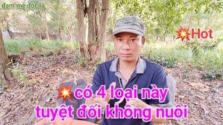 Có Bốn Loại Chim Này Tuyệt Đối Không Nên Nuôi | đam mê độc lạ