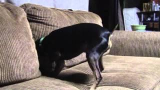 Dog digging in couch - Max the Min Pin