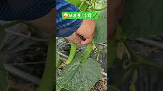 오이 첫 수확 3개 했어요  #오이수확  #주말농장 #건강한먹거리 #감사한하루 #수고했어요