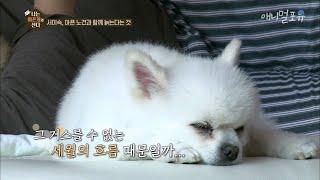 아픈 노견과 함께 늙는다는 것 [나는 아픈개와 산다], KBS 200625 방송