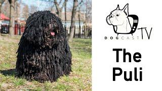 The Puli Dog Breed - DogCastTv