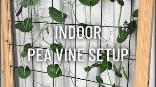 Indoor Pea Vine Setup