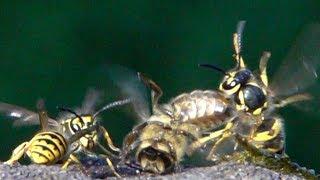 Wasp - Honeybee Wrestling. Wespen - Honigbienen Ringkämpfe