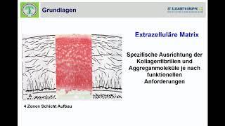 02   Anatomie und Phsysiologie des Knorpels   Grundlagen der Biochemie und Histologie