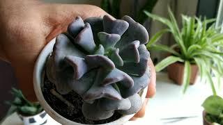 Beautiful succulents with its name and care | biosphereflora |