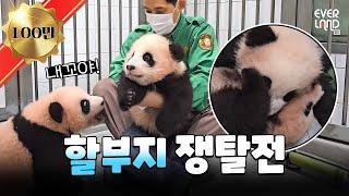 Buzzing with love and adorableness, meet the Bao Panda family │#Pandawassong #Panda