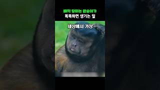 배척 당하는 원숭이가 똑똑하면 생기는 일