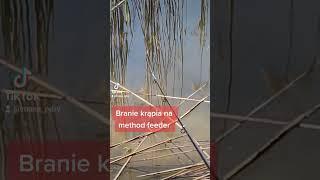 Branie krąpia na method feeder