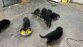 These German Shepherd puppies are beautiful!