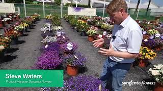 Syngenta Flowers BI Series presentation   Techno Up