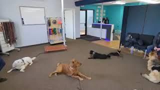 Dog Training Now Video